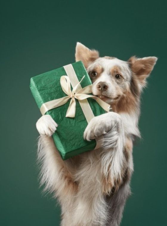 Personalized Pet Gifts